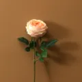 Kunstliche Austin Rose Einzelner Stiel Falsche Blume Hochzeit Fotografie Dekor Pfirsich - Champagner