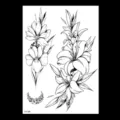 Autocollant de tatouage temporaire fleur esquisse noire, art corporel bras floral. - TH-390 / 148*210MM