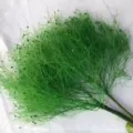 Dettaglio ramo di pianta verde preservata, fogliame soffice per composizioni floreali. - Verde scuro