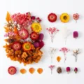 Vista dettagliata di fiori secchi colorati, pigne e petali pressati per lavoretti creativi. - A5-25