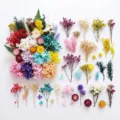 Fiori secchi colorati bouquet di fiori preservati per fai da te candele e decorazione. - Colorato