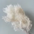 White preserved dried flower branches for home decor, floral arrangement and gifts. - White
