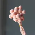 Pink preserved craspedia dried flowers bouquet billy buttons floral arrangement for home decor. - 20 Pcs/Pack / Pink