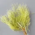 Natural preserved dried flower branches for home decor, floral arrangement and DIY crafts. - Yellow-Green