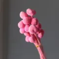 Pink preserved craspedia dried flowers bouquet billy balls natural floral arrangement decor - 20 Pcs/Pack / Bright Pink