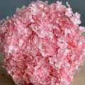 Detailed shot of preserved pink hydrangea flower head, perfect for Nordic home decor. - Pink