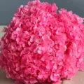 Primo piano della vivace testa di fiore di ortensia rosa conservata, ideale per composizioni. - Rosa