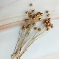 Detail view of golden dried flax seed pods flowers, perfect for DIY floral arrangements and crafts. - Gold
