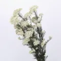 Preserved white rice flower bouquet natural dried floral arrangement for home decor DIY - 70-80g / White
