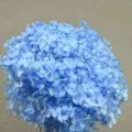 Blue preserved hydrangea single stem 20cm dry flower material for bouquet craft decor - Single Stem Anna Hydrangea / Light Blue