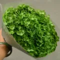 Green preserved hydrangea bouquet for DIY decoration, 20cm handmade dried floral arrangement. - Single Stem Anna Hydrangea / Light Grass Green