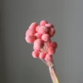 Pink dried billy balls flowers craspedia bunch for home decor and floral arrangement design - 20 Pcs/Pack / Deep Pink