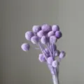 Purple preserved craspedia dried flower bouquet billy balls for home decor and floral arrangement - 20 Pcs/Pack / Taro Purple
