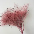 Rami di fiori secchi conservati rosa per decorazione d'interni e composizioni floreali. - Rosso Vintage