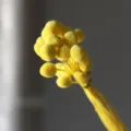 Preserved yellow craspedia dried flower bouquet for home decor and floral arrangement. - 20 Pcs/Pack / Yellow