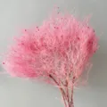 Rametto di fiori secchi di smoketree rosa conservato per composizione floreale decoro. - rosa ciliegia