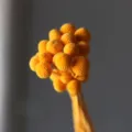 Natural preserved billy buttons dried flowers bunch, golden crespedia for home decor. - 20 Pcs/Pack / Orange