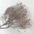 Rami di albero del fumo secchi fiori naturali conservati per decorazione floreale casa - Grigio Vintage