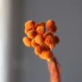 Natural dried craspedia billy balls flowers bunch for home decor and floral arrangements. - 20 Pcs/Pack / Orange Red