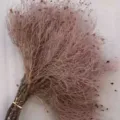 Bouquet di fiori secchi di scotano rosa stile per bellissima decorazione di casa - Arancione Vintage