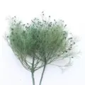 Fiori secchi conservati verdi bouquet di piante naturali per decorazione della casa - Lilla