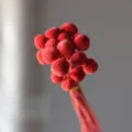 Red preserved craspedia billy balls dried flowers bouquet natural floral home decor. - 20 Pcs/Pack / Red