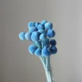 Blue preserved craspedia billy balls dried flowers bouquet for home decor floral arrangements - 20 Pcs/Pack / Sky Blue