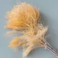 Mazzo di rami di fiori secchi naturali per decorazioni floreali di casa e regalo. - Champagne