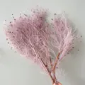 Fiori secchi di scotano rosa conservati per bellissima decorazione casa composizioni regali - viola taro