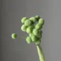 Dried green craspedia billy balls flowers bouquet natural floral arrangement decor - 20 Pcs/Pack / Light Green