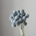 Dried craspedia flower bouquet, grey blue billy buttons balls for home decor and floral arrangement. - 20 Pcs/Pack / Gray