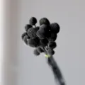 Black Billy Balls Dried Flowers Bouquet Natural Craspedia Floral Arrangement Home Decor - 20 Pcs/Pack / Black
