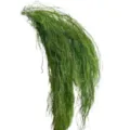 Green preserved plant branch for home decor, floral arrangement and storefront display. - Green Dragon Beard Grass Bundle