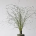 Dried twisted branches decor for home, spring vibe, floral arrangement and interior styling. - Dried Fine Leaf Miscanthus Bundle