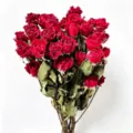 Natural dried red roses bouquet for home decor DIY, real preserved flowers for rustic arrangements. - Multi-Head Red Rose (30-35 Stems)