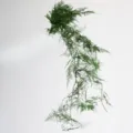 Green preserved plant branch, natural floral decor for home and shop display. - Dark Green Asparagus Fern