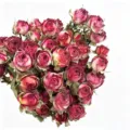 Natural dried miniature roses bouquet for home decor, vintage preserved flower craft supplies - Multi-Head Chocolate Rose (30-35 Stems)