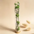 Glas Reagenzglas Trockenblumen konservierte Blume Mini Wunschflasche Geschenk Deko. - Grüne Reisblume