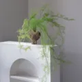 Green preserved fern branches with brown vase for spring home decor and floral design. - Light Green Asparagus Fern