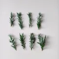 Preserved mini eucalyptus branches 7-15cm green leaves for aromatherapy craft DIY supplies - 7-9cm (1 Pc) / Green