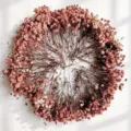Pink dried baby's breath flowers DIY wreath material pack for home decor and gifts. - 100 Stems / Brown