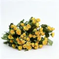 Natural dried yellow rose flowers bouquet for home decor DIY craft floral arrangement gift. - Multi-Head Dream Barbie Rose (30-35 Stems)
