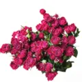 Natural dried red rose bouquet for home decoration, preserved flowers for DIY crafts. - Multi-Head Rose Red Rose (30-35 Stems)