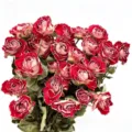 Natural dried rose bouquet, vintage red flowers for home decor, DIY floral arrangements. - Multi-Head Stunning Rose (30-35 Stems)
