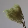 Green preserved dried flower branches for home decor boutique floral arrangement - Green Soft Silk Grass Bundle