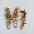 Preserved eucalyptus mini branches natural dried plant material for aromatherapy DIY decor crafts. - 13-15cm (1 Pc) / Yellow