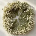 Natural dried baby breath flowers bouquet for DIY craft wedding home room decor gift. - Green/White