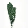 Green preserved flower bouquet dry branches for home decor, floral arrangement display. - Dark Green Pine