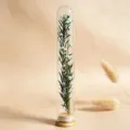 Mini Glas Reagenzglas konservierte getrocknete Blume Wunschflasche Dekoration mit Holzbasis. - Hellblauer Dschungel Wunsch