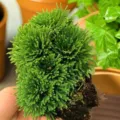 Detail view of fresh resurrection plant Selaginella with green foliage and roots for home garden. - 2 Pieces (Water-Activated)